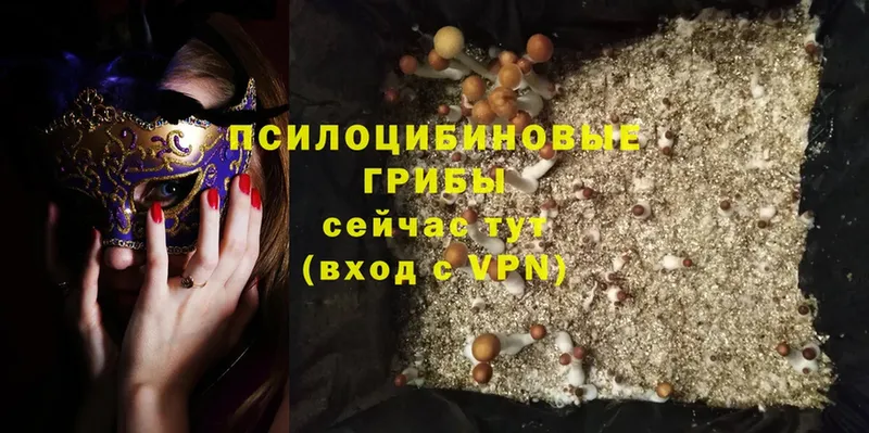 Галлюциногенные грибы Psilocybe  Ликино-Дулёво 